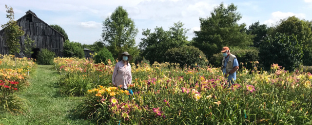 Daylily Garden